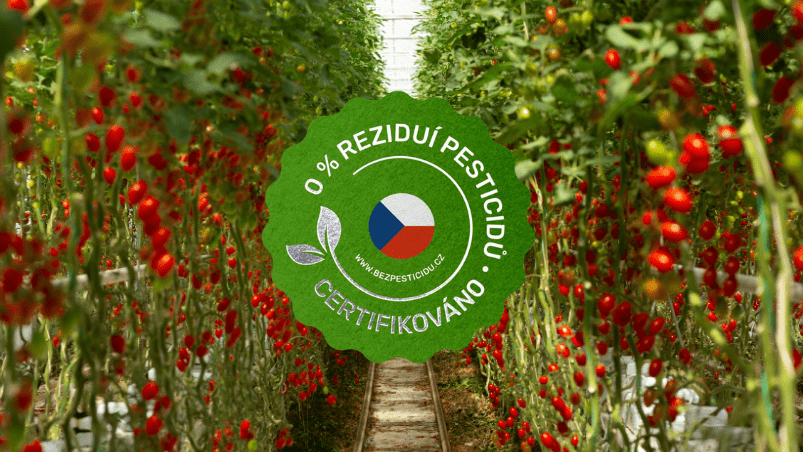 Skupina producentů s deklarací rajčat bez zbytků pesticidů se rozrůstá